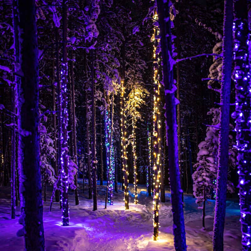 Lit up trees in the Enchanted Forest