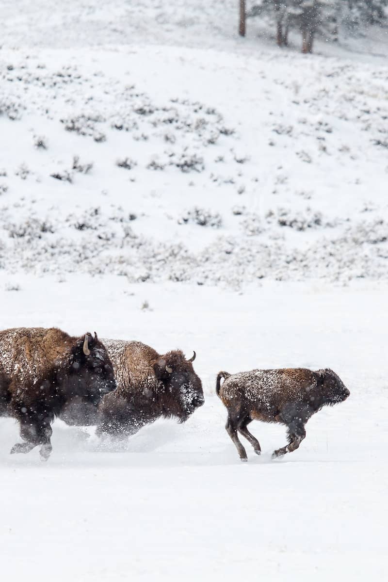 Bison running in Yellowstone National Park | photo courtesy of National Parks Service
