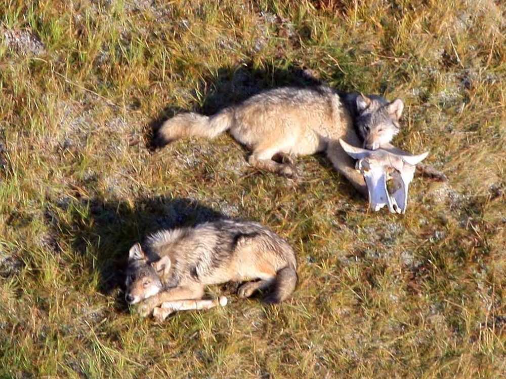 Wolf pups gnawing on bones