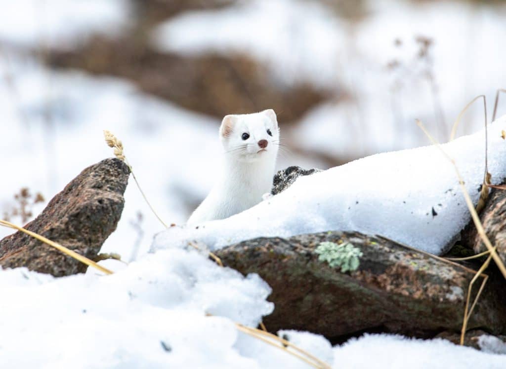 Ermine kit in the snow
