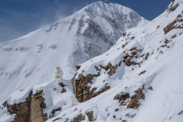Mountain Goat with Lone Peak in the background