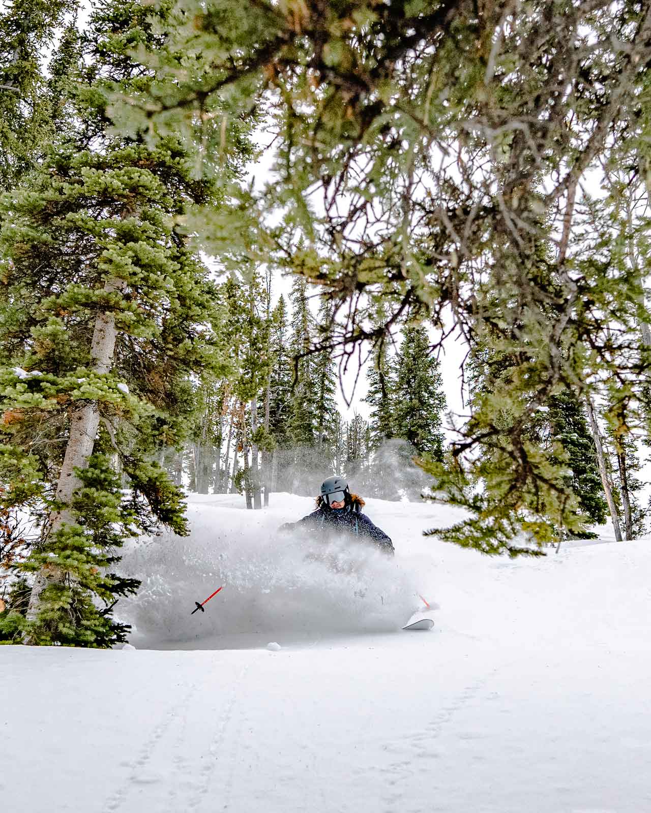 Skier in powdered trees